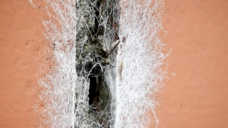 Cobweb, Spider Web, Web, Spider, Texture, Rough