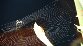 Cobweb, Spider Web, Web, Trap, Spider, Light