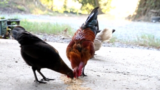 Cock, Bird, Animal, Farm, Hen, Horse