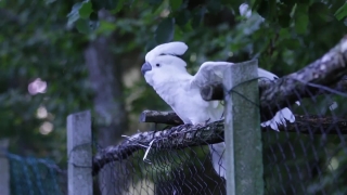 Cockatoo, Parrot, Bird, Wildlife, Beak, Feather