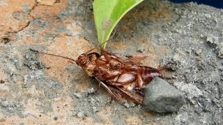 Cockroach, Insect, Arthropod, Cicada, Invertebrate, Close