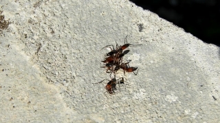 Cockroach, Insect, Arthropod, Invertebrate, Ant, Animal