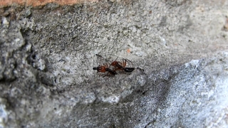 Cockroach, Insect, Arthropod, Invertebrate, Ant, Close