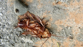 Cockroach, Insect, Arthropod, Invertebrate, Brown, Close