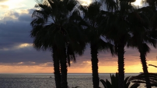Coconut, Palm, Beach, Sea, Ocean, Tropical
