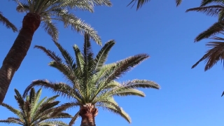 Coconut, Palm, Tree, Sky, Tropical, Plant
