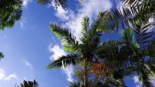 Coconut, Palm, Tropical, Tree, Beach, Sky