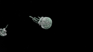 Coelenterate, Invertebrate, Animal, Ball, Golf, Close
