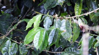 Coffee, Woody Plant, Tree, Vascular Plant, Plant, Leaf