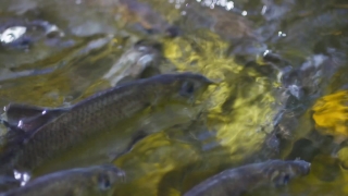 Coho, Fish, Salmon, Food Fish, Water, Catfish