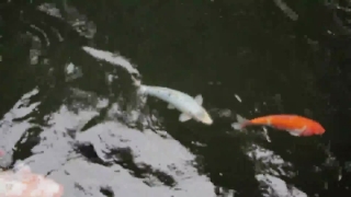 Coho, Salmon, Water, Food Fish, Fish, River
