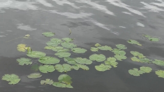 Common Duckweed, Duckweed, Aquatic Plant, Vascular Plant, Aquatic, Plant