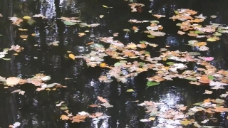 Common Duckweed, Water, Swamp, Duckweed, Aquatic Plant, Wetland