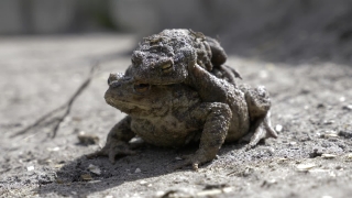 Common Iguana, Lizard, Reptile, Wildlife, Frog, Rock