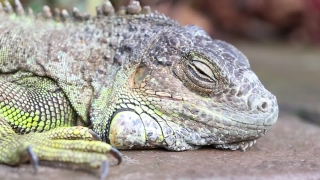 Common Iguana, Lizard, Reptile, Wildlife, Iguana, Dragon