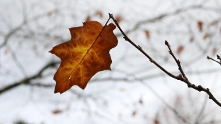 Conch, Gastropod, Mollusk, Invertebrate, Autumn, Maple