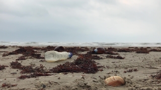 Conch, Sand, Gastropod, Mollusk, Beach, Sea