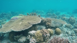 Coral Reef, Reef, Ridge, Underwater, Coral, Sea