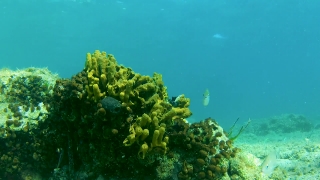 Coral Reef, Reef, Ridge, Underwater, Fish, Coral
