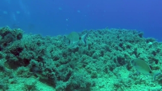 Coral Reef, Reef, Underwater, Ridge, Coral, Sea
