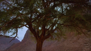 Cork Tree, Tree, Woody Plant, Vascular Plant, Forest, Plant