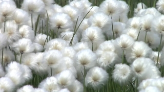 Cotton, Shrub, Woody Plant, Dandelion, Plant, Vascular Plant