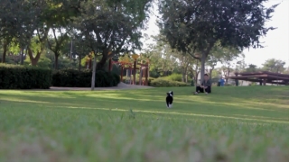 Course, Golf, Grass, Sport, Ball, Tree