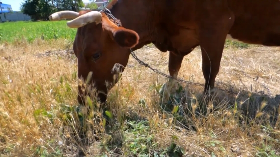 Cow, Calf, Cattle, Farm, Young Mammal, Beef
