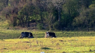Cow, Cattle, Bovine, Grass, Farm, Ranch