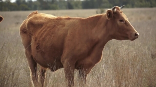 Cow, Cattle, Farm, Beef, Placental, Bovine