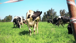 Cow, Cattle, Farm, Dairy, Ranch, Grass