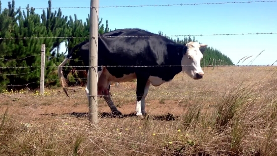 Cow, Cattle, Farm, Ranch, Dairy, Livestock