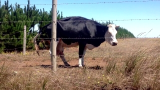Cow, Cattle, Ranch, Farm, Dairy, Calf