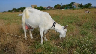 Cow, Farm, Cattle, Calf, Livestock, Ranch