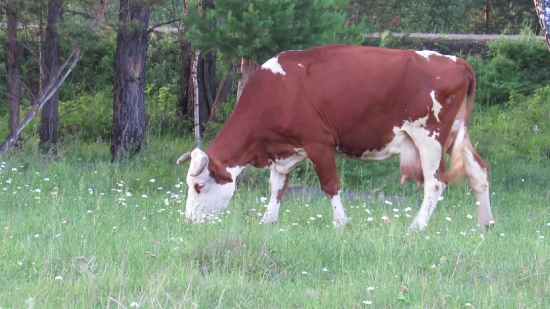 Cow, Farm, Cattle, Grass, Ranch, Pasture