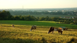 Cow, Farm, Pasture, Ranch, Grass, Cattle