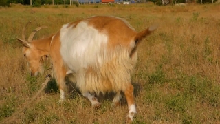 Cow, Livestock, Cattle, Beef, Farm, Pasture