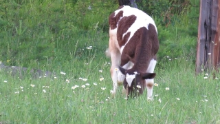 Cow, Placental, Mammal, Farm, Grass, Cattle