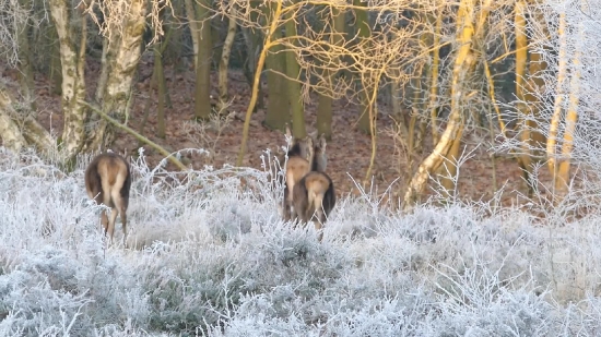 Coyote, Wolf, Canine, Wildlife, Deer, Mammal