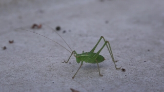 Cricket, Insect, Arthropod, Grasshopper, Invertebrate, Close