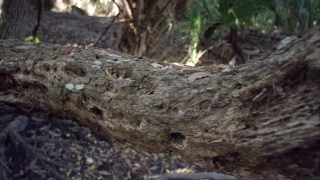 Crocodile, Bird, Reptile, Stone, Natural, Tree