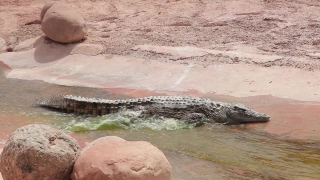 Crocodile, Reptile, Water, Sea, River, Sand