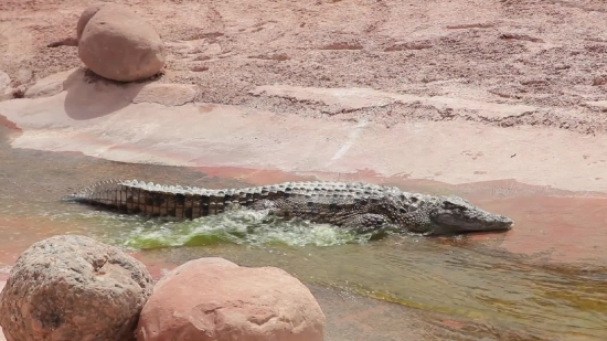 Crocodile, Reptile, Water, Sea, Sand, Landscape