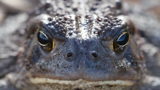 Crocodile, Reptile, Wildlife, Eye, Wild, Frog