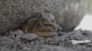 Crocodile, Reptile, Wildlife, Lizard, Wild, Eye
