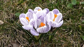 Crocus, Bulbous Plant, Vascular Plant, Flower, Plant, Flowers