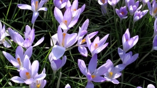 Crocus, Bulbous Plant, Vascular Plant, Plant, Flower, Spring