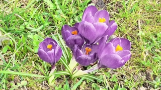 Crocus, Bulbous Plant, Vascular Plant, Plant, Flower, Spring
