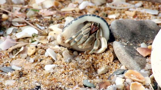 Crustacean, Hermit Crab, Crab, Fiddler Crab, Arthropod, Invertebrate