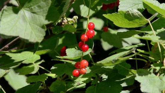 Currant, Berry, Fruit, Shrub, Ripe, Plant
